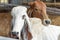 White and brown cow in a cowshed