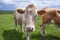 White and brown cow looking at viewer with another cow, field, and cloudy blue sky