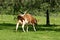 White-brown cow shows pleasure with her tail