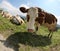 White and brown cows in the mountains on the meadown