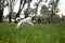 White and brown dog leaping playfully among the grass