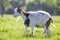 White and brown domestic goat with long steep horns, yellow eyes