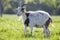 White and brown domestic goat with long steep horns, yellow eyes and white beard grazing in blooming field. Farming of useful anim