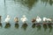 White and brown duck standing on a wooden drowning.