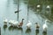 White and brown duck standing on a wooden drowning.