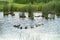 White and brown ducks swimming on pond with bench and pathway in the background