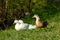 White and brown ducks wail in village city garden park patio on green grass. Ducks on farm green field. Rural landscape. Ducks