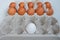 White and Brown Eggs in paper egg panel with chicken feather close up. White egg is separated from the group of brown eggs. Learn