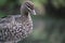 White and brown feathered duck facing sideways