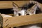 White and brown fluffy kitten peeking out of a wooden packing bo