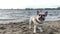 White brown French bulldog awaits in the sand and looking around