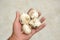 The white brown garlic hold in hand over out focus on the grey background