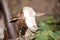 white and brown goat close-up. white and bronw moroccan goats.