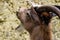 White and brown goat portrait, blurry background