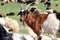 White and brown goat portrait. Close up and head of mammal, farming animal. Herd of animals in outdoor. Goats on pasture. Farm an