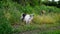 White and brown goat in rural outback in Russia