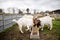 White and brown goats calmly eating grain in a farmyard