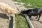 White and brown goats eat grass from the trough