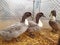 White-brown goose cage behind a fence