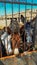 White, brown, and gray donkeys behind a rusty metal grill