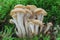 white brown group of mushrooms in the moss