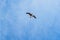 A white-brown gull flies against a blue sky