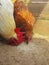 White and brown hen pecking feed in the yard