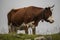 White and brown  horned cow with grass and grey sky