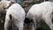 White and brown horned goats eating grain and pushing away a younger goat