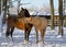 White and brown horse playing in the paddok