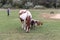 White and brown horse, sheep and goat in the pasture