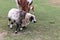 White and brown horse, sheep and goat in the pasture