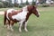 White and brown horse, sheep and goat in the pasture