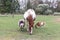 White and brown horse, sheep and goat in the pasture