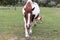 White and brown horse, sheep and goat in the pasture