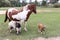 White and brown horse, sheep and goat in the pasture