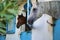 white and brown horse stuck their heads out pen in stable. Pets on farm.