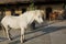 White and brown horses