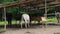 White and brown horses under the canopy near the feeder. Horses at the mountain base by the rangers.