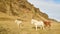 White brown Icelandic horses stands in the center of pasture herd eat feed on grass on Iceland plain fields in spring