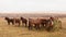 White brown Icelandic horses stands in the center of pasture herd eat feed on grass on Iceland plain fields in spring