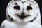 White brown large polar owl with bright yellow eyes