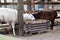 White and brown llamas eat in a cage