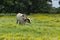 White and brown Longhorn standing in yellow flowers