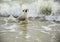 White-brown male dogs playing in the sea with the waves splashing.