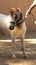 White and brown miniature horse wearing a halter