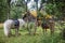 White and brown mules with saddles tied to a tree in the forest by small wooden house in Sweden