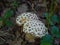 White and brown mushrooms around leaves autumn season