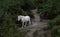 White and brown New forest ponies walking