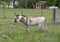 White and brown paint donkey in Ennis, Texas